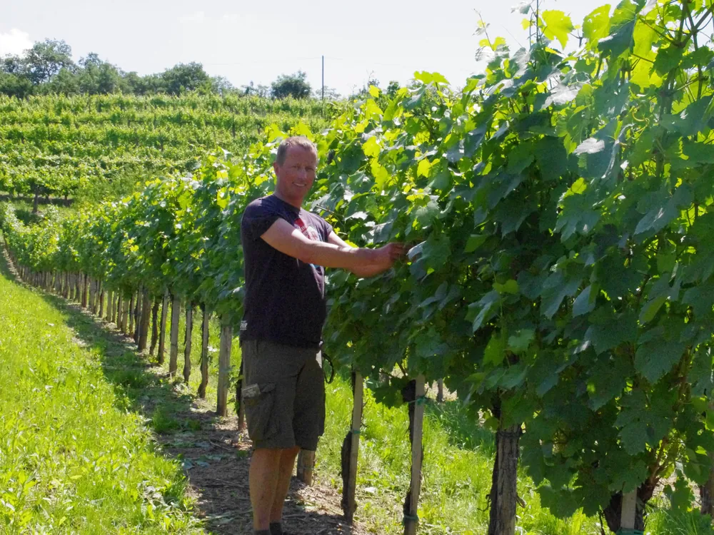 Johan staat lachend tussen de rijen wijnstokken in de wijngaard in Slovenie